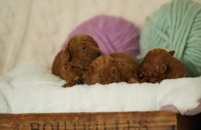 Allevamento di Barboncino Toy e Nano Piemonte - Contatti - Cuccioli con Pedigree