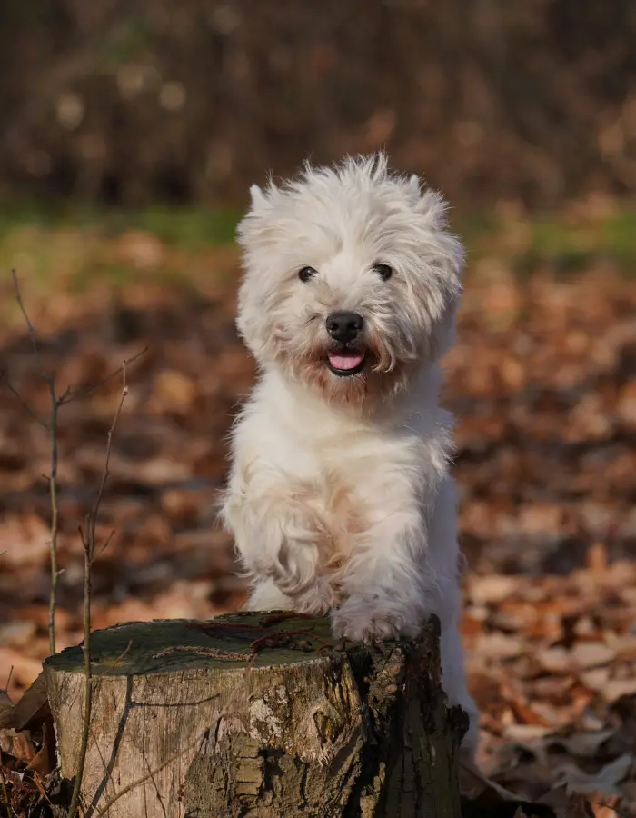 Westie