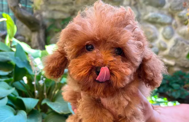 Novara cuccioli con Pedigree Enci