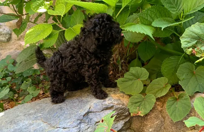 Allevamento Barboncino Toy a Novara cuccioli con Pedigree
